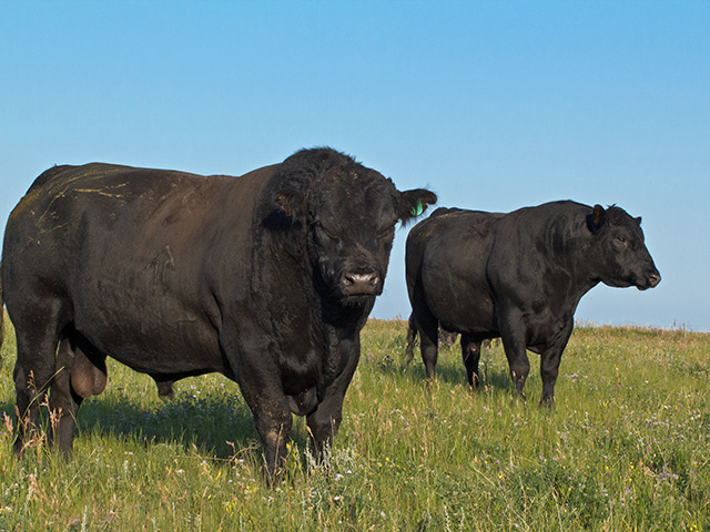 Choose the right bull and he will more than pay for himself. The key is good genetics that complement your herd. (Progressive Farmer photo by Sam Wirzba)